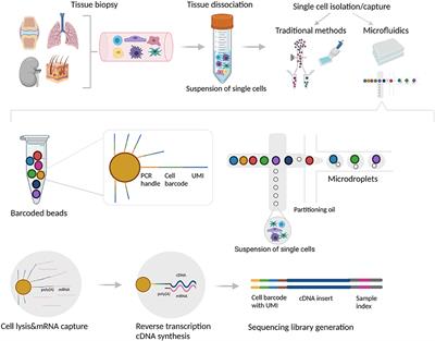 Single Cell RNA Sequencing in Autoimmune Inflammatory Rheumatic Diseases: Current Applications, Challenges and a Step Toward Precision Medicine